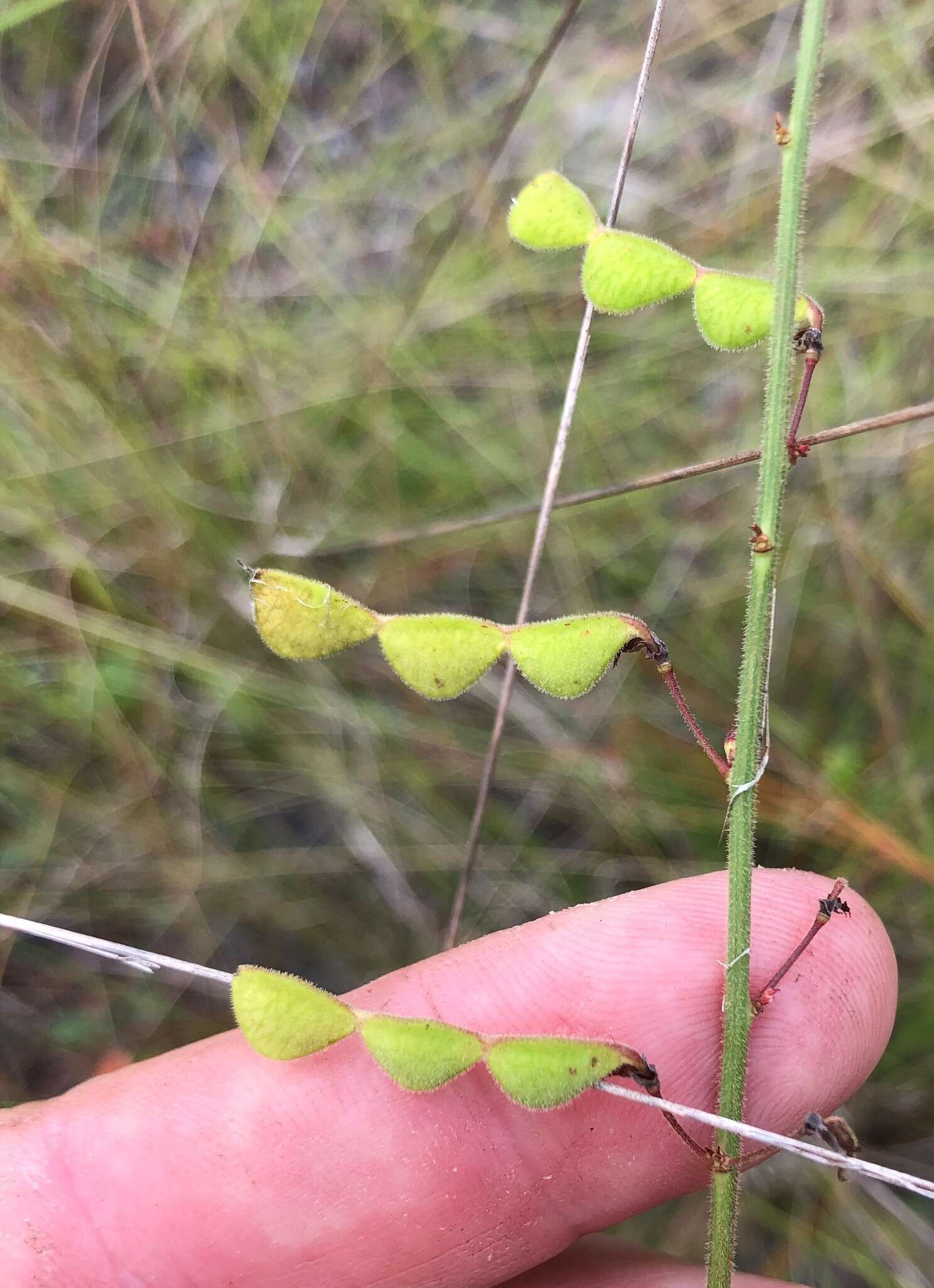 Image of Florida ticktrefoil