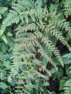 Image of Dennstaedtia zeylanica (Sw.) Zink ex Fraser-Jenkins & Kandel