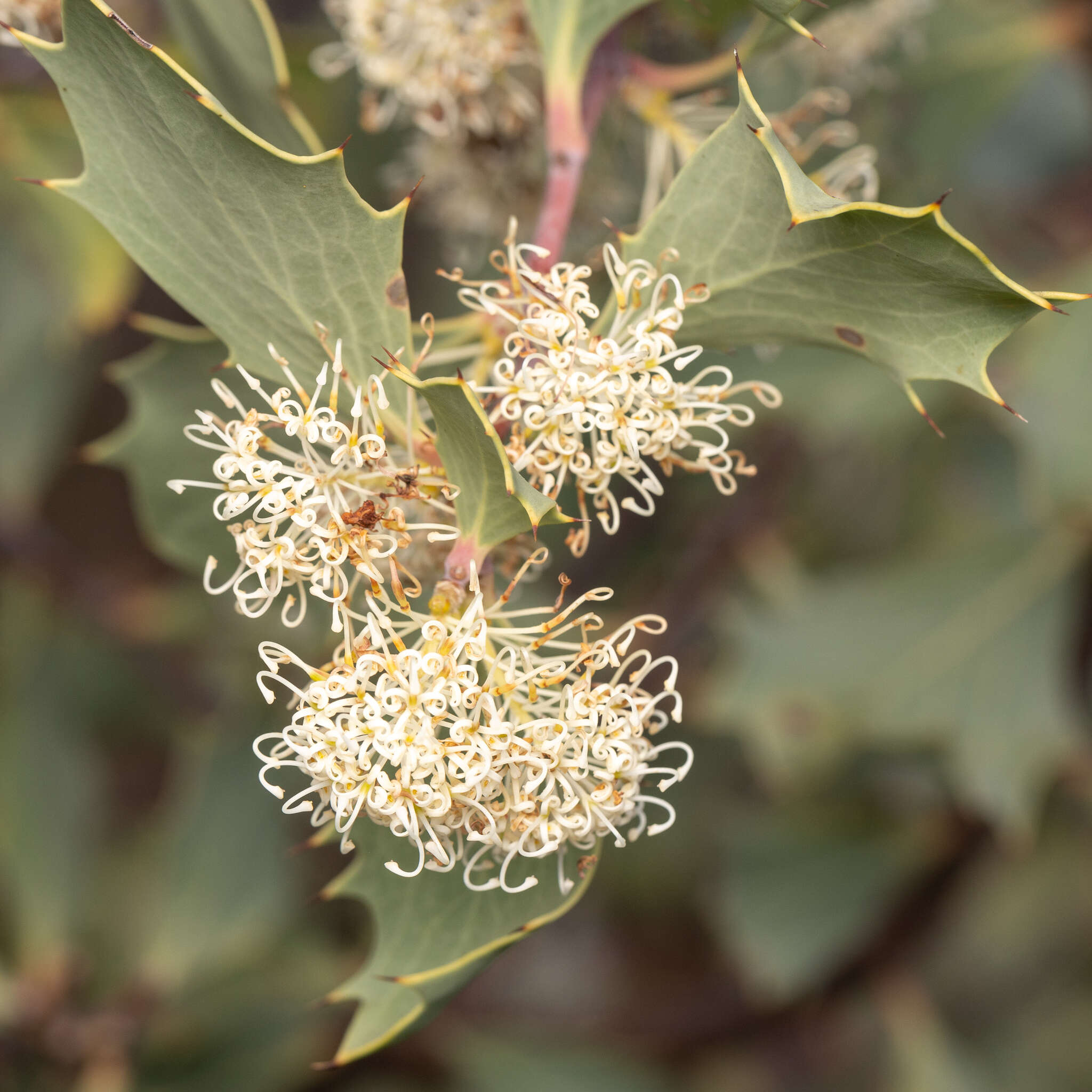 Image of Hakea cristata R. Br.