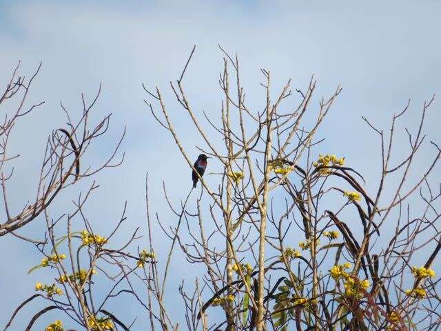 Image of Copper Sunbird