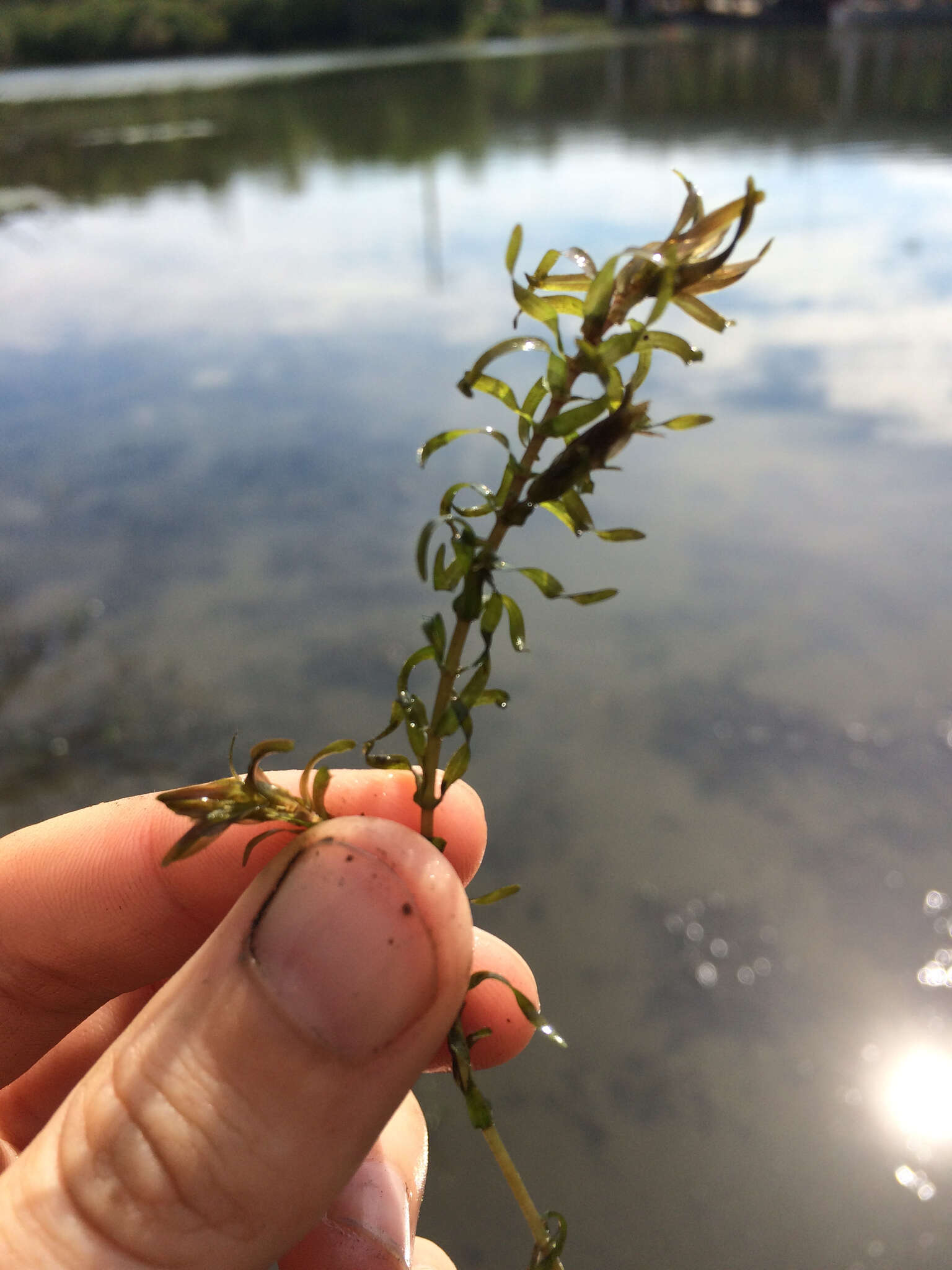 Image of American Pondweed