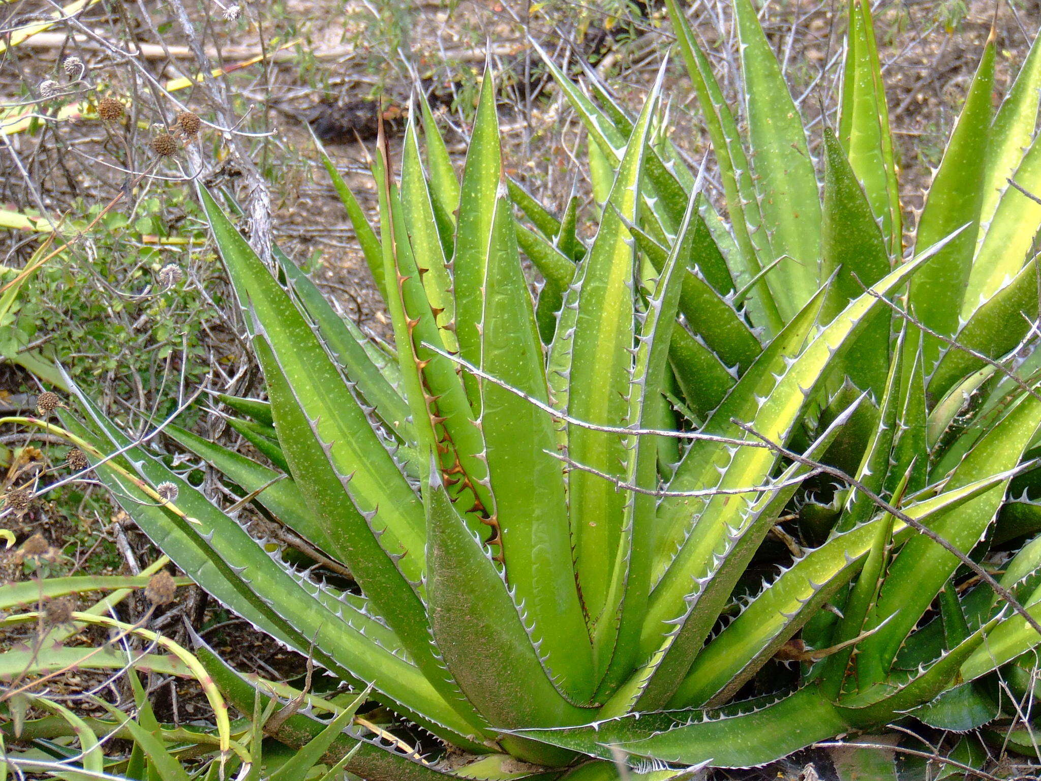 Sivun Agave ghiesbreghtii Verschaff. kuva