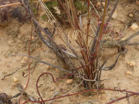 Image of Tritoniopsis elongata (L. Bolus) G. J. Lewis