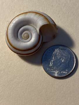 Image of Giant rams-horn snail