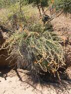 Image of Emory's globemallow