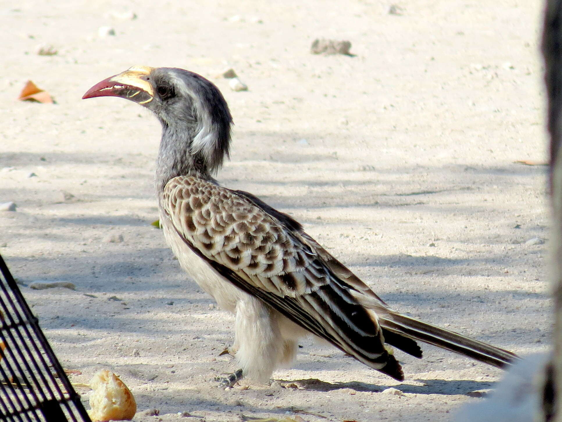 Image of Lophoceros nasutus nasutus (Linnaeus 1766)