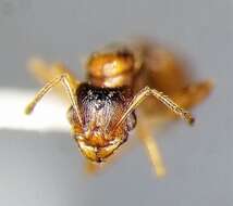 Image of Ant