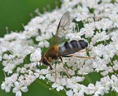 Image of Leucozona glaucia (Linnaeus 1758)