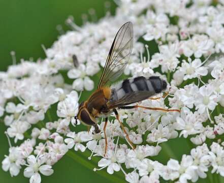 Leucozona glaucia (Linnaeus 1758) resmi