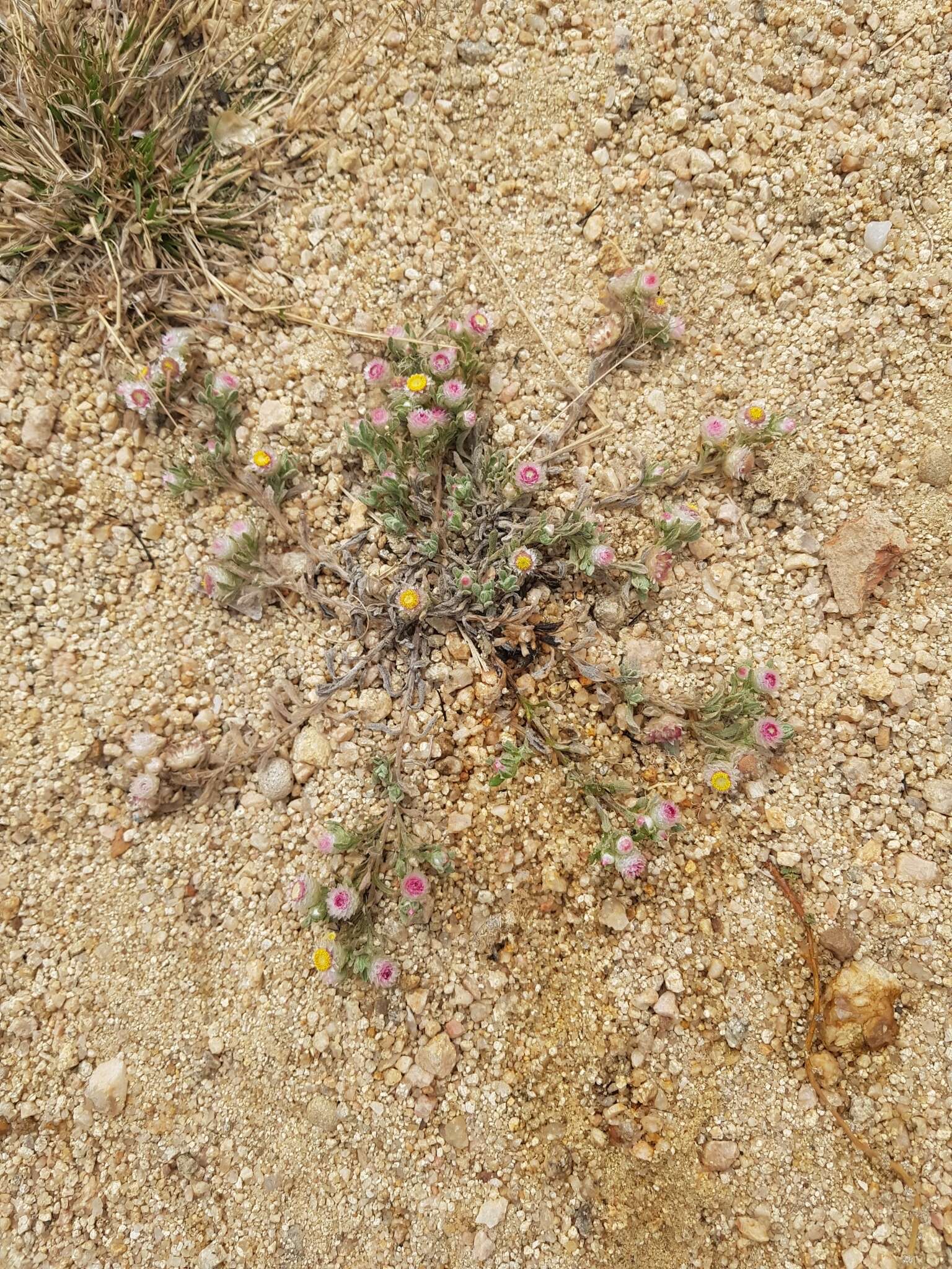 Image de Helichrysum argyrosphaerum DC.