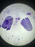 Sphagnum teres Ångström ex C. J. Hartman 1861的圖片