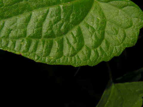542.6654574183.580x360