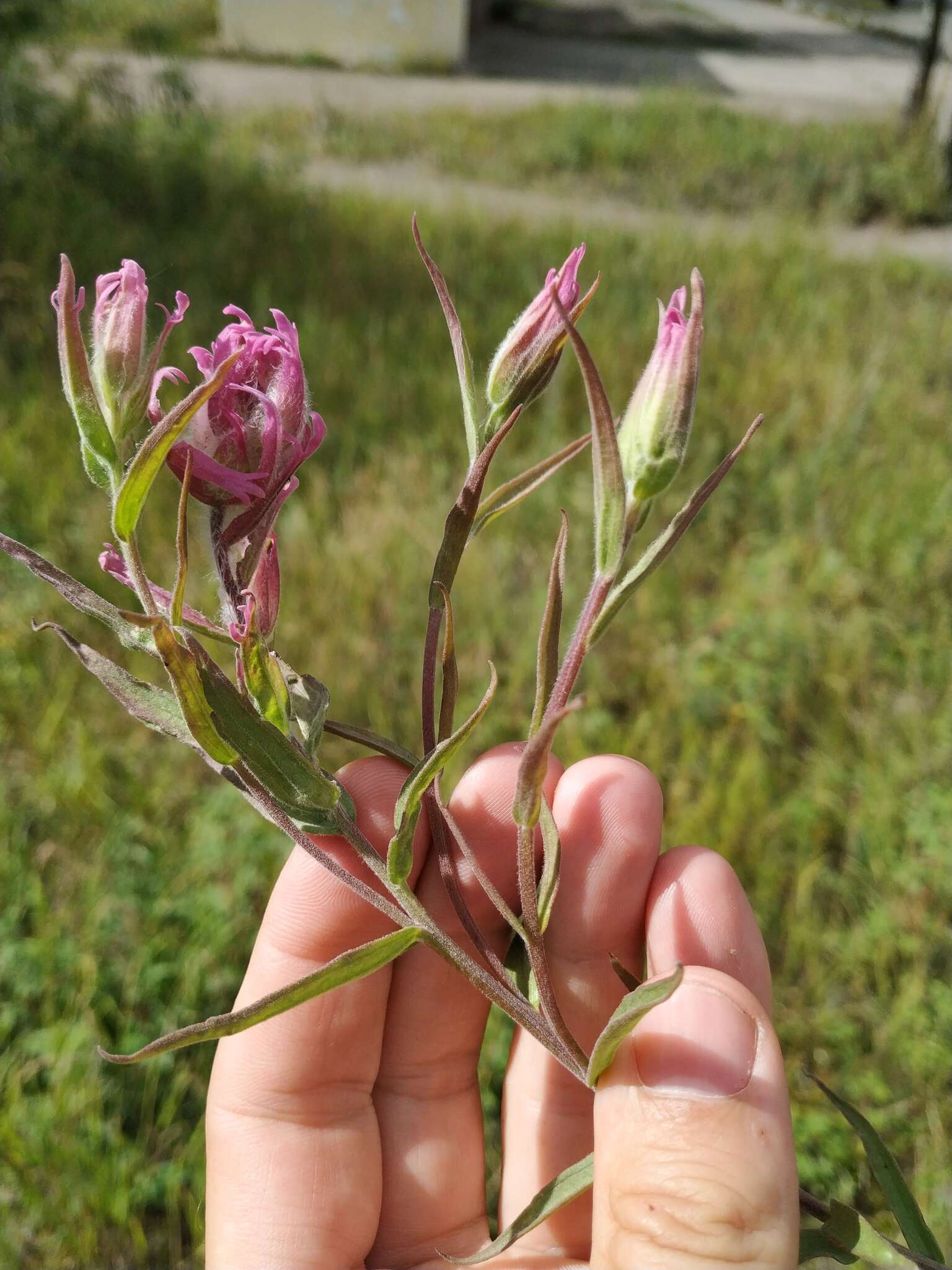 Image of Castilleja rubra (Drob.) Rebr.