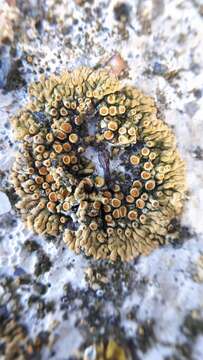 Image of orange lichen