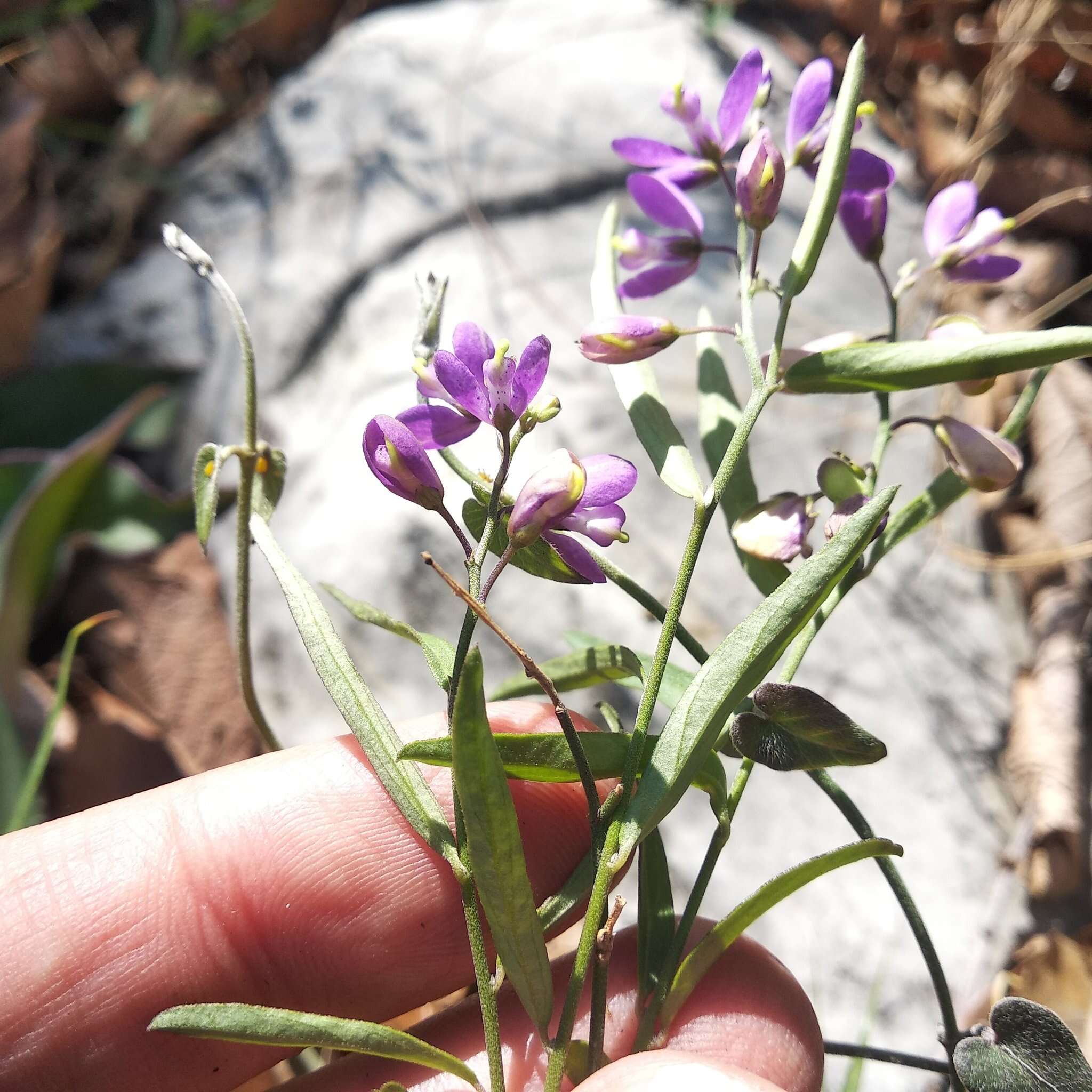 Image of Polygala appressipilis Blake