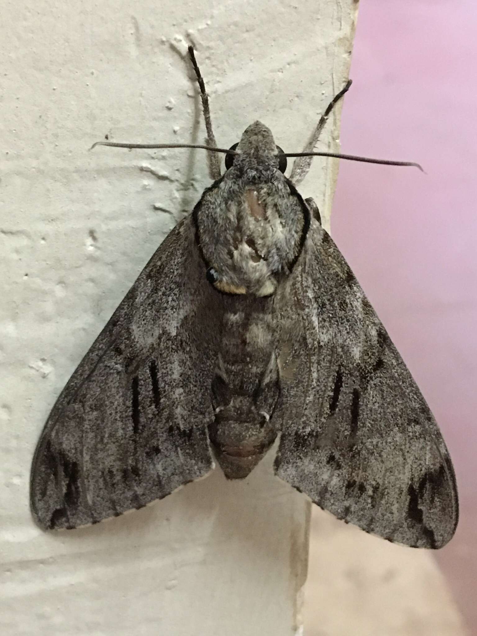 Image of Gray hawk moth