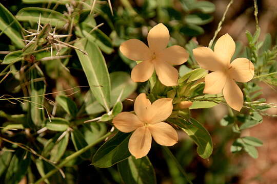 Imagem de Barleria eranthemoides R. Br. ex C. B. Cl.