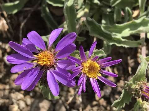 Image of Hoar False Tansy-Aster