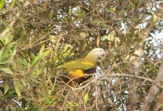 Image of Wompoo Fruit Dove