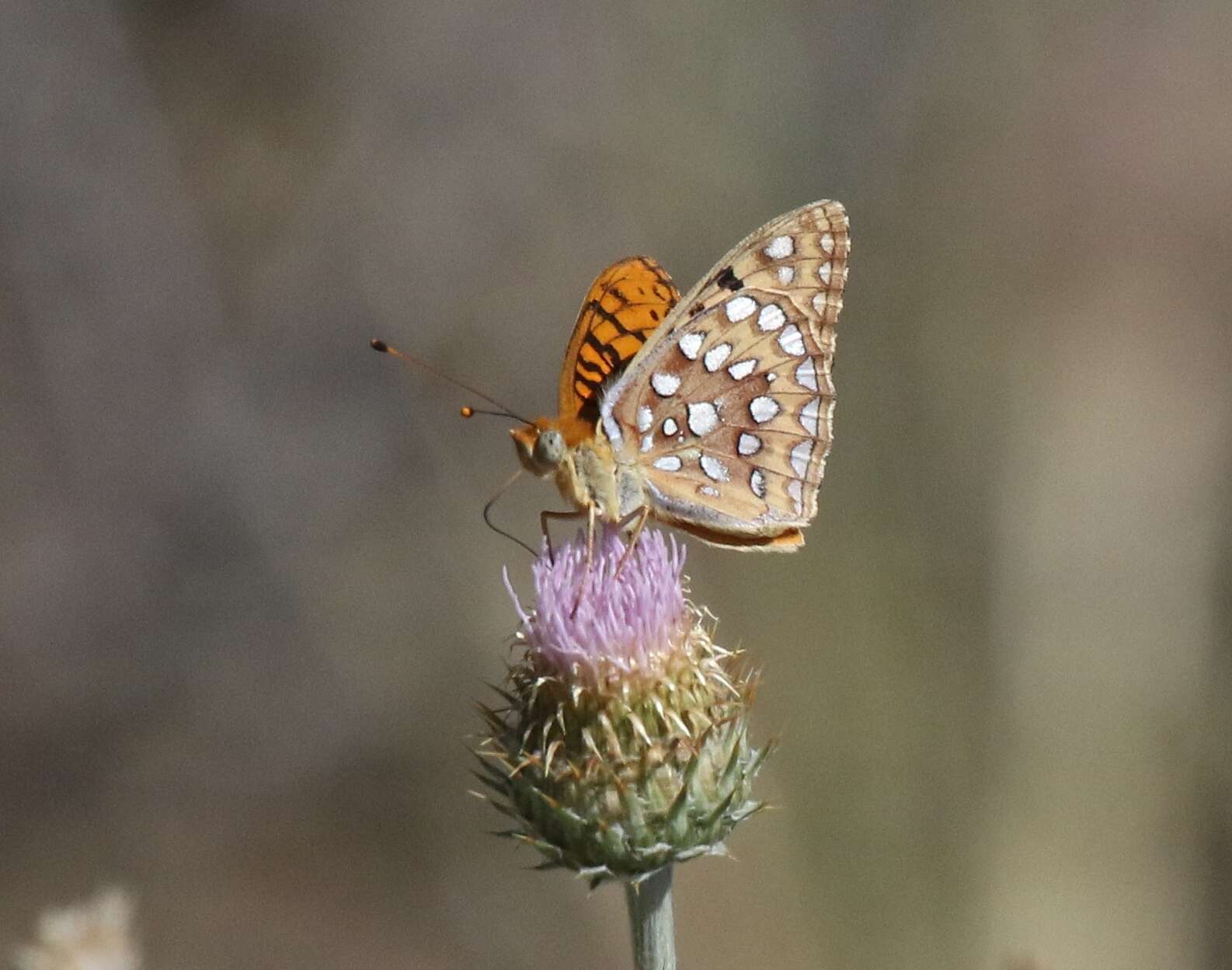 Слика од Speyeria coronis semiramis Edwards 1886