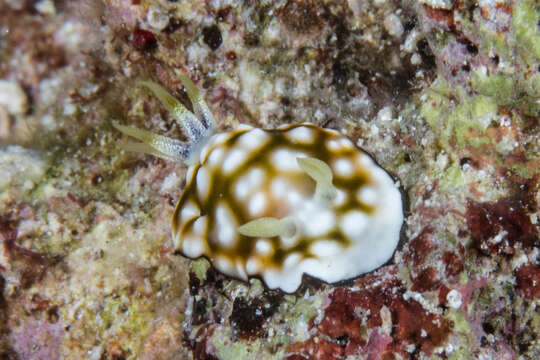 Sivun Goniobranchus geometricus (Risbec 1928) kuva