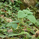 Image de Angelica dahurica var. formosana (Boiss.) Yen