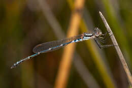 Plancia ëd Austrolestes aleison Watson & Moulds 1979