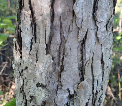 Imagem de Quercus bicolor Willd.