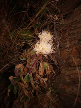 Image of Haemanthus humilis subsp. hirsutus (Baker) Snijman