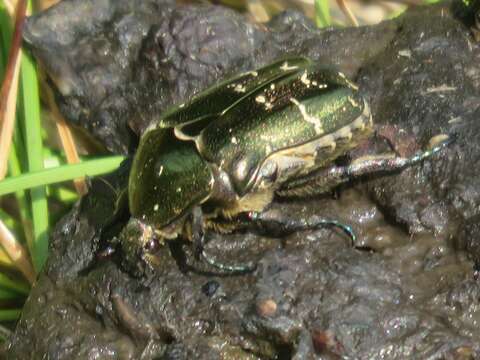 Image of Protaetia (Potosia) cuprea metallica (Herbst 1782)