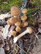 Слика од Armillaria borealis Marxm. & Korhonen 1982