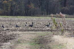 Image of Greenland White-fronted Goose