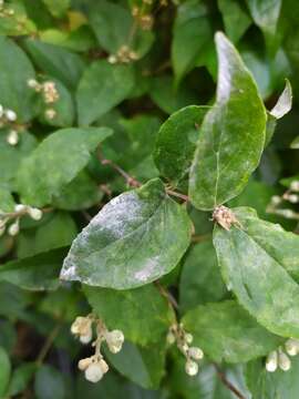 Erysiphe deutziae (Bunkina) U. Braun & S. Takam. 2000 resmi