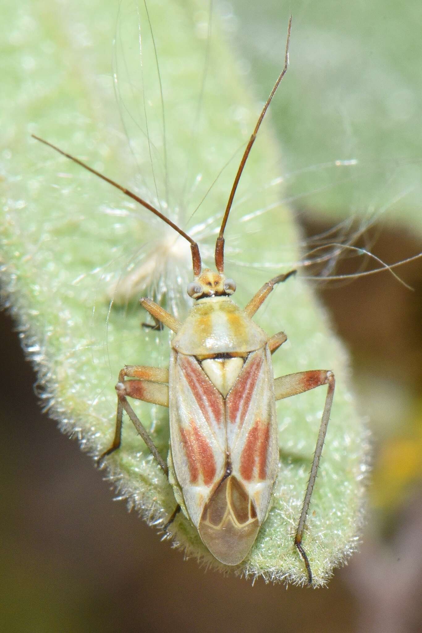 Image of Calocoris roseomaculatus (De Geer 1773)