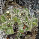 Image of Ourisia confertifolia M. T. Kalin Arroyo