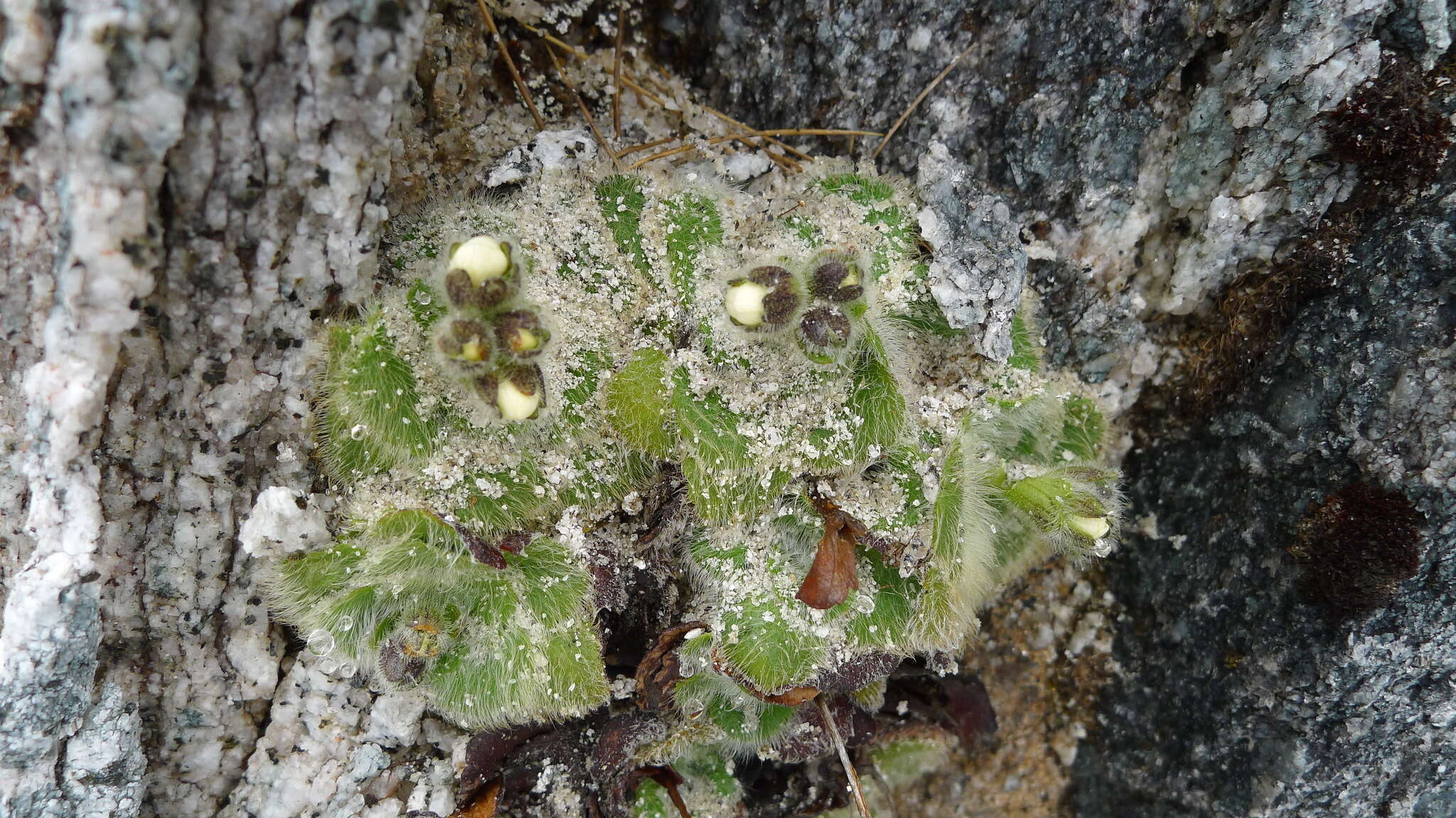 Ourisia confertifolia M. T. Kalin Arroyo resmi