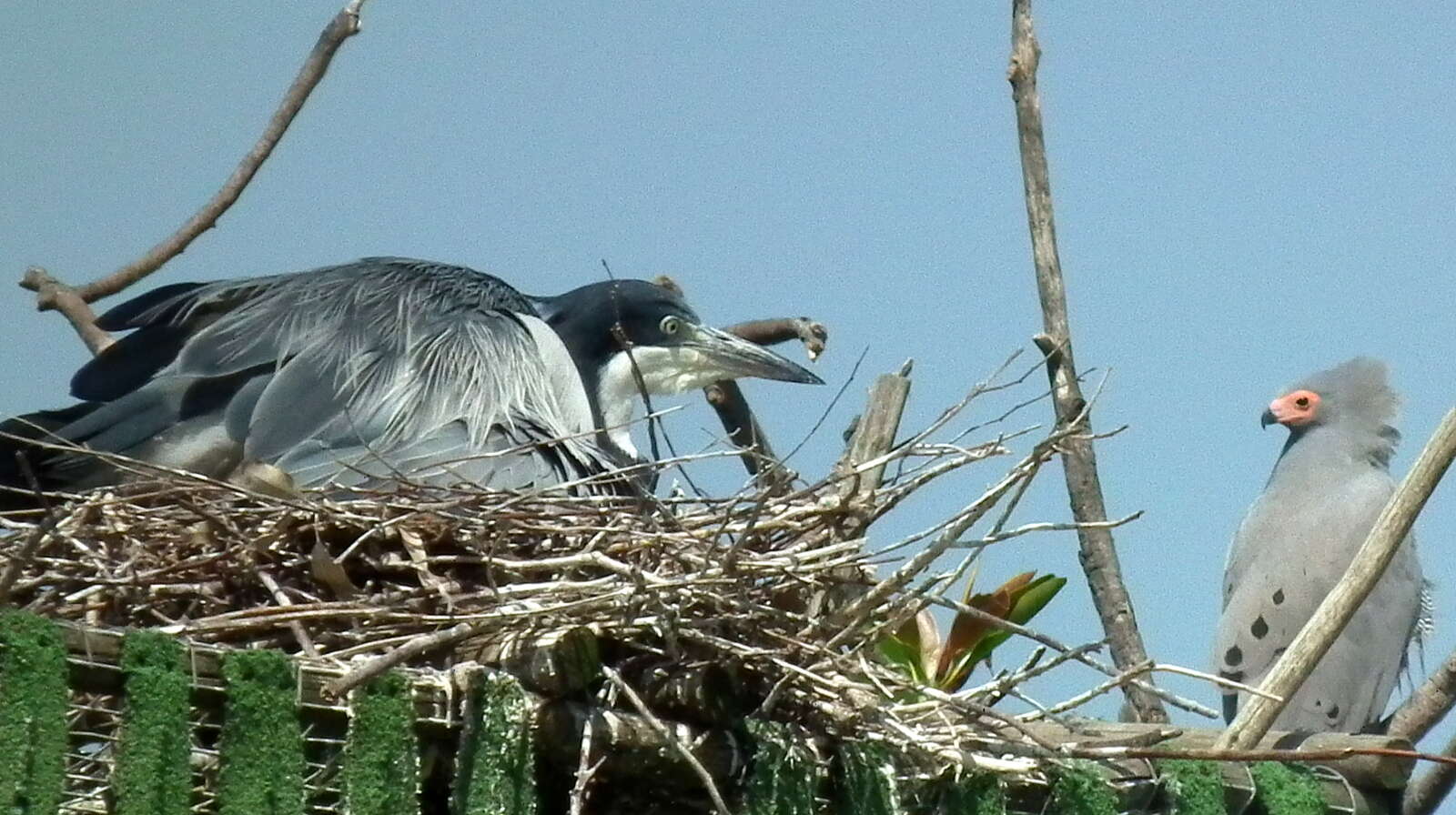 Plancia ëd Ardea melanocephala Children & Vigors 1826