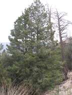 Image of Mexican Douglas-fir