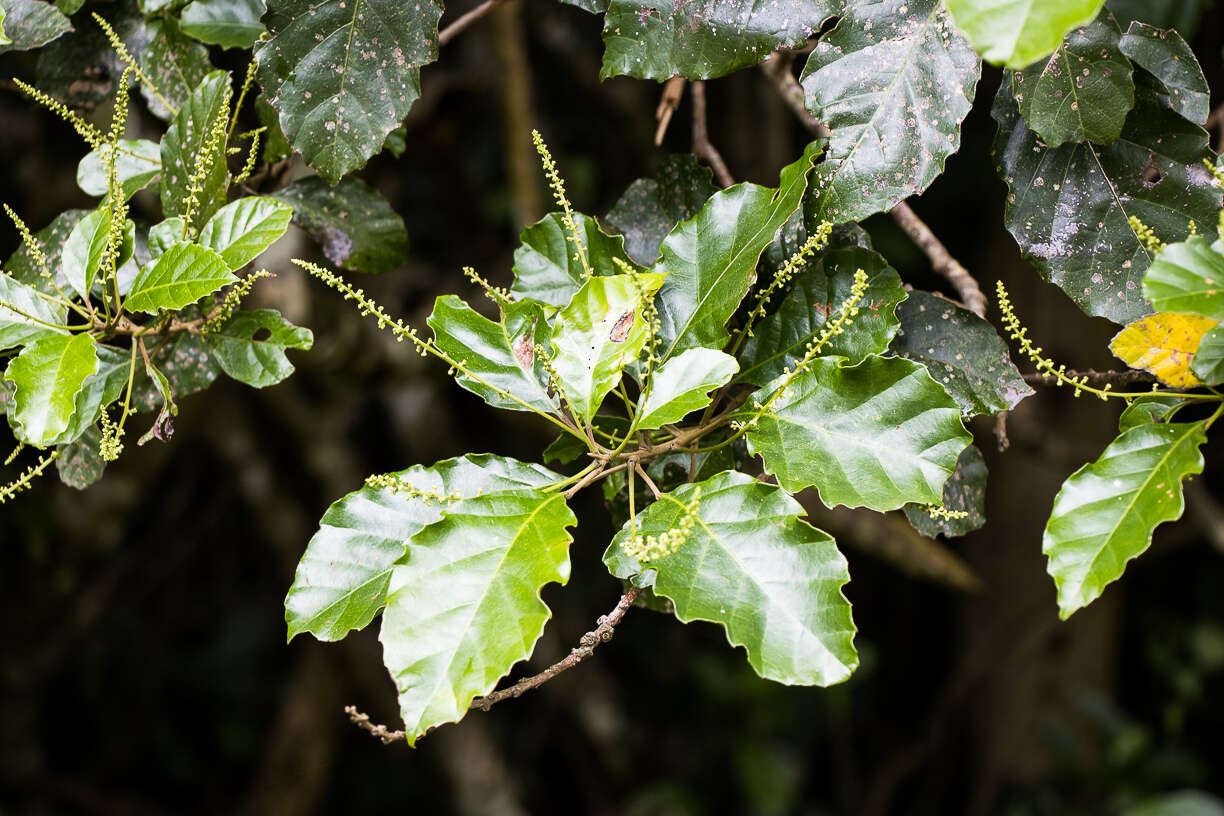 Image of Allophylus dregeanus (Sond.) de Winter