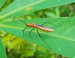 Imagem de Leptocorisa biguttata Walker & F. 1871