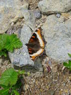 Image of Milbert's Tortoiseshell