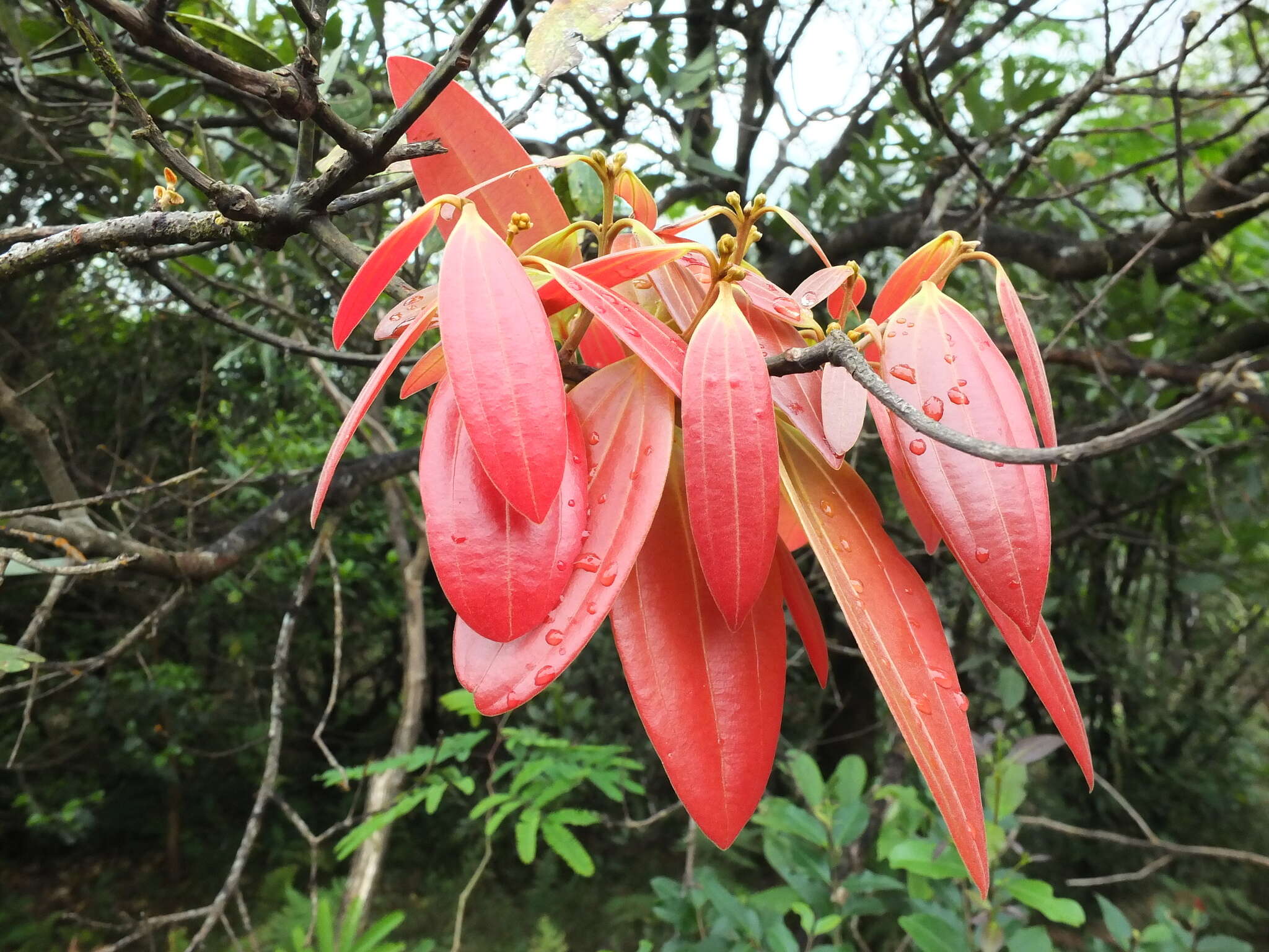 Imagem de Cinnamomum sulphuratum Nees