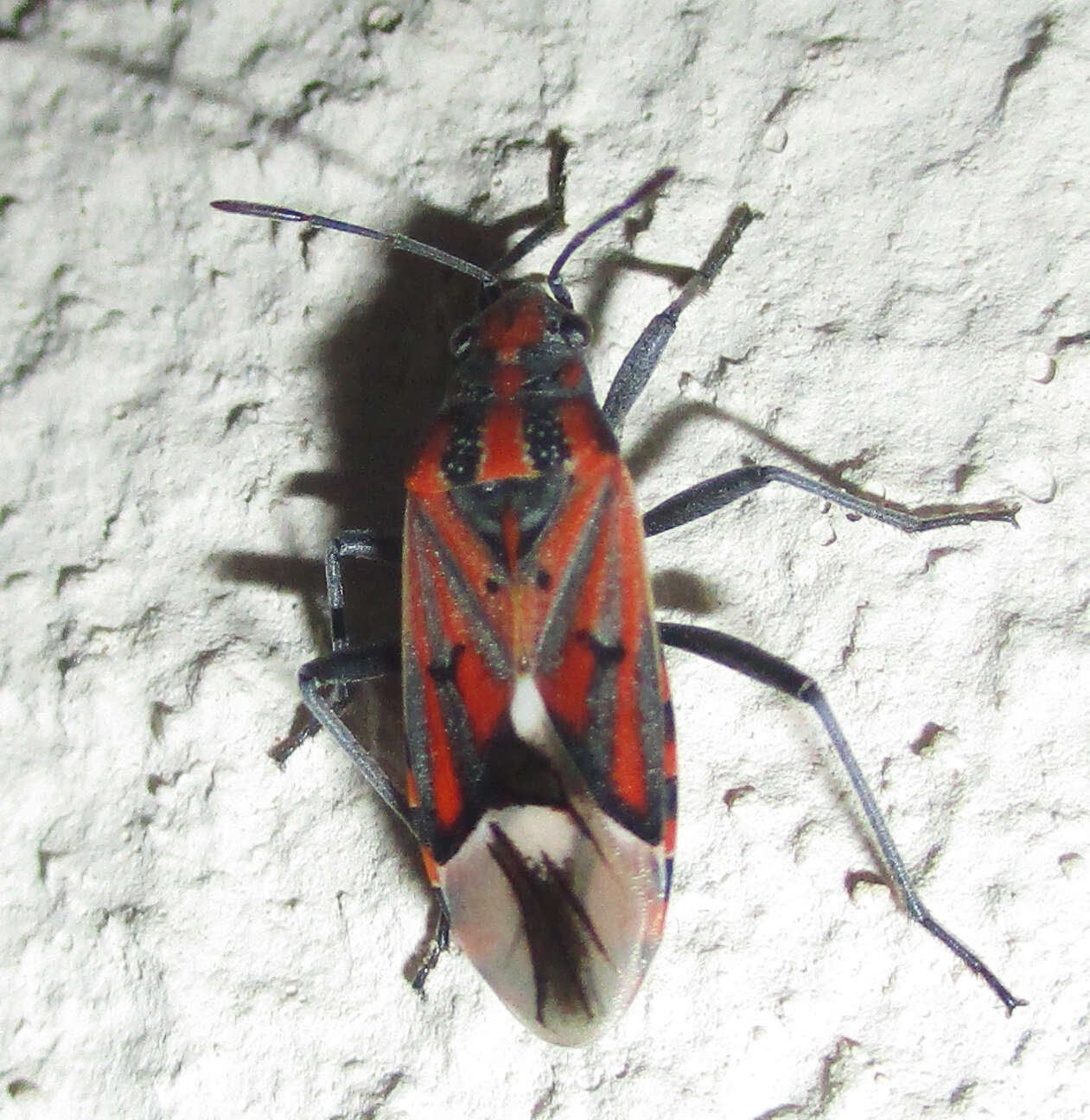 Image of Haemobaphus concinnus (Dallas & W. S. 1852)