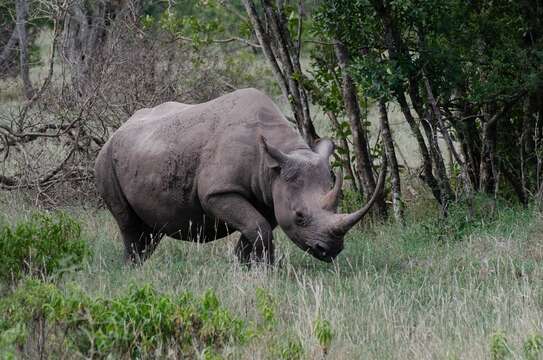 صورة Diceros bicornis michaeli Zukowsky 1965