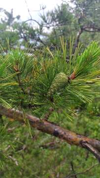 صورة Pinus sylvestris var. hamata Steven