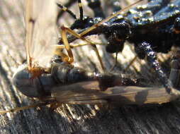 Imagem de Velinus nodipes (Uhler 1860)