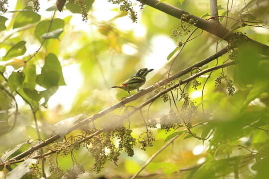 Image of Red-rumped Tinkerbird