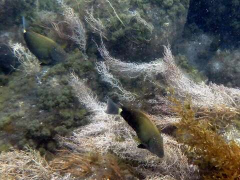 Image of Earbar Surgeonfish