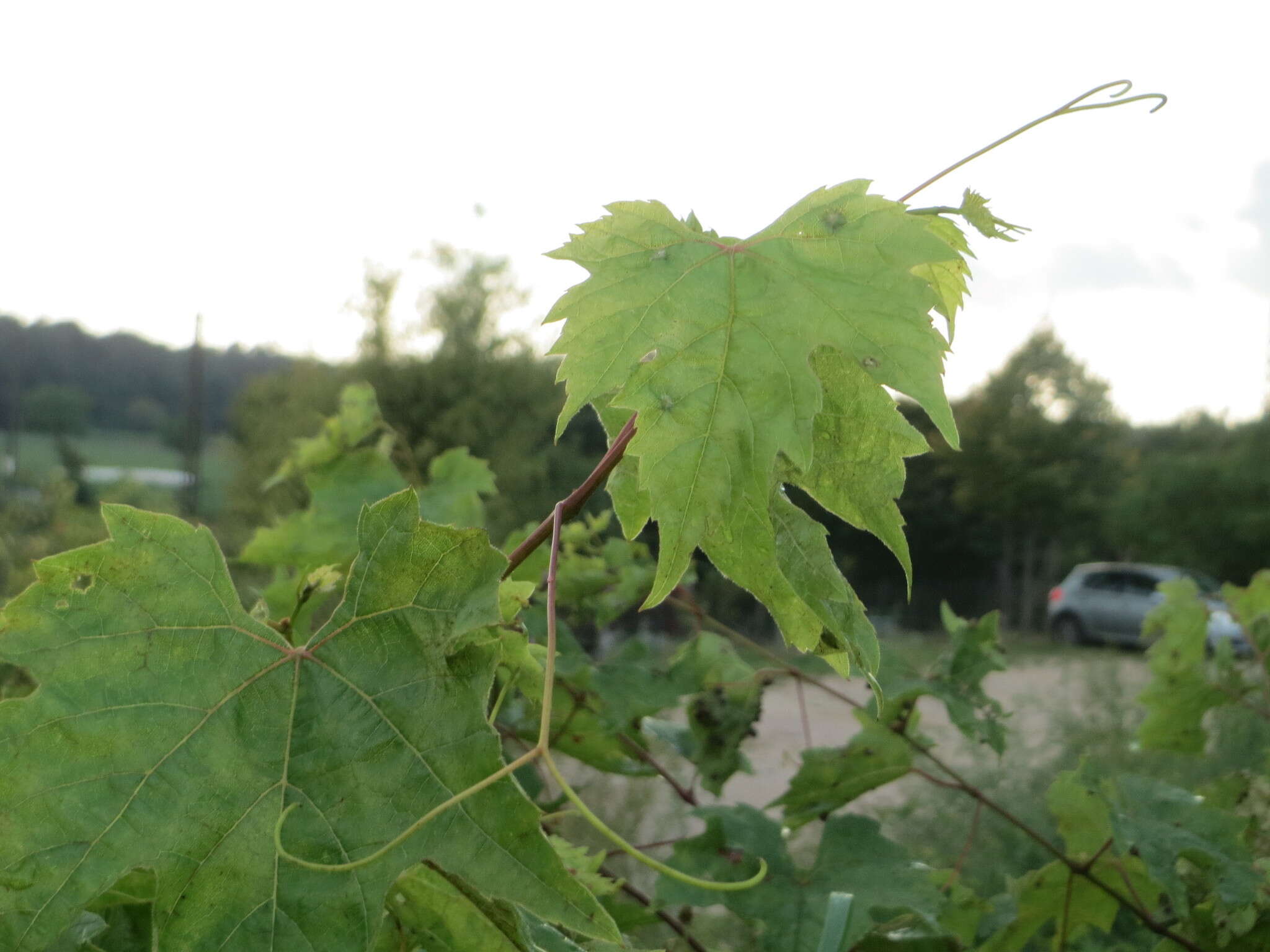 Image of wine grape