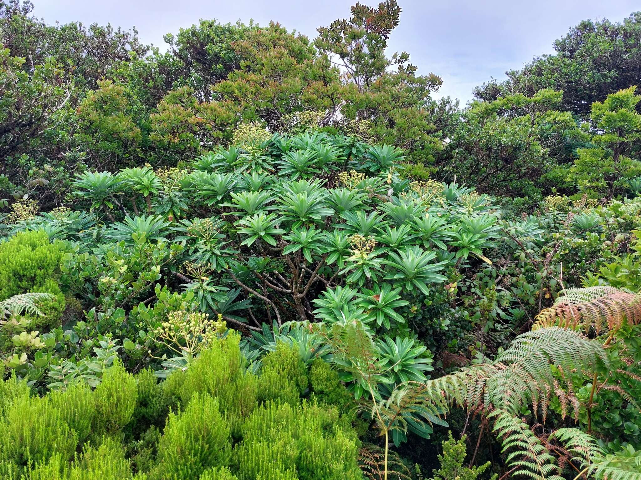 Image of Euphorbia stygiana subsp. stygiana